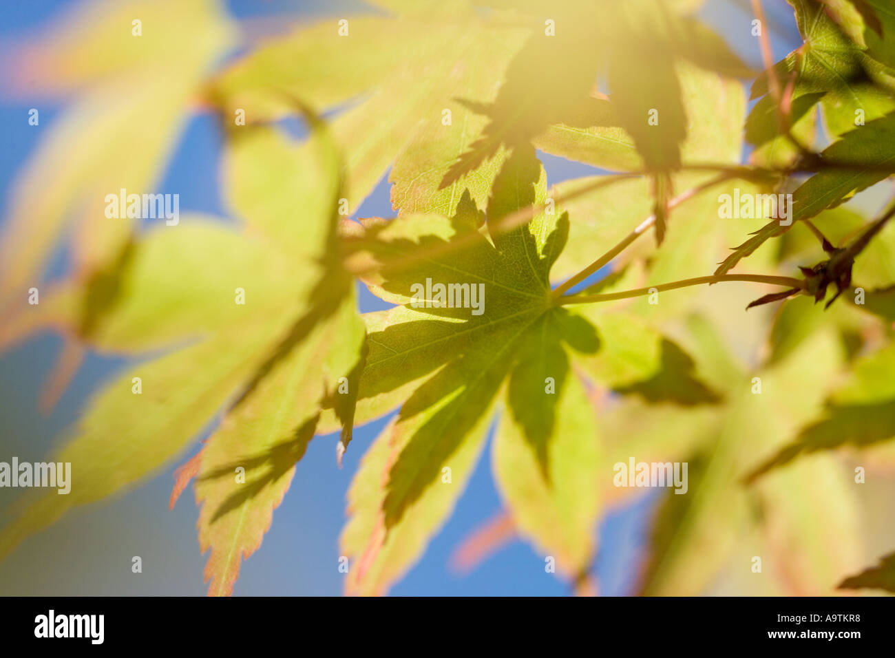 Sun Shining through Newly Emerged Japanese Maple Leaves Stock Photo - Alamy