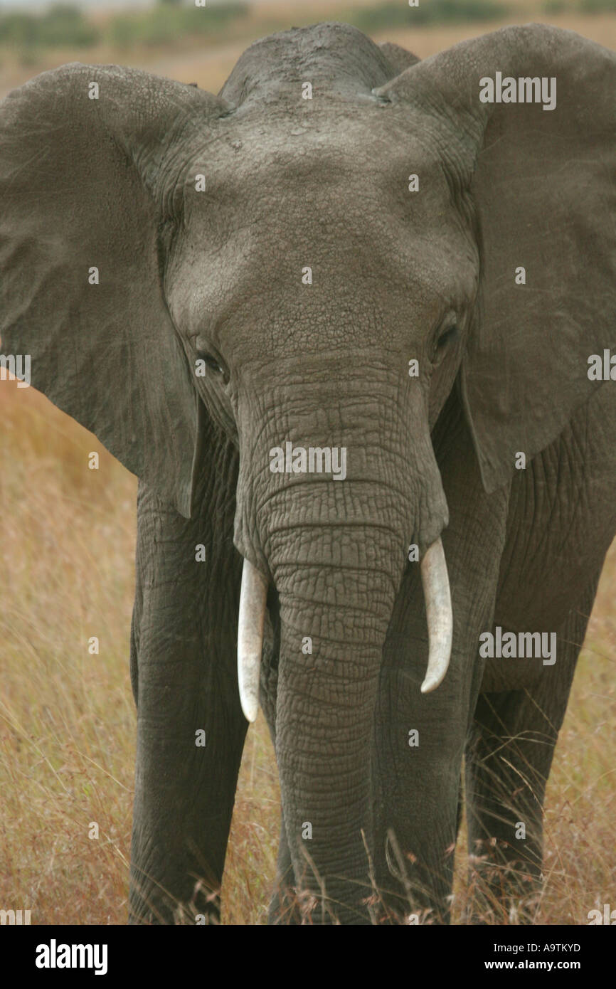 Frontal elephant portrait Stock Photo