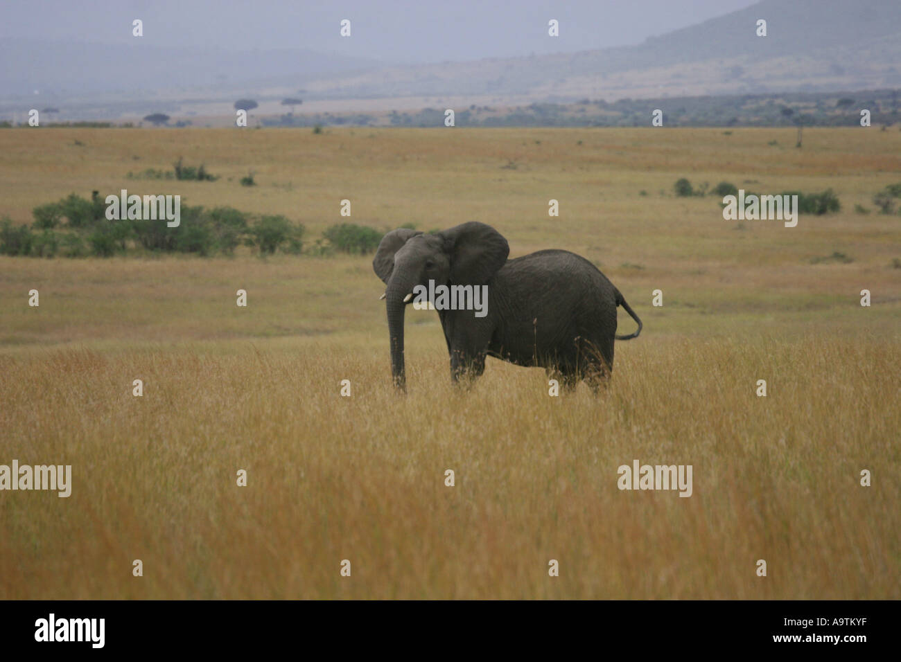 African savannah grasses hi-res stock photography and images - Alamy