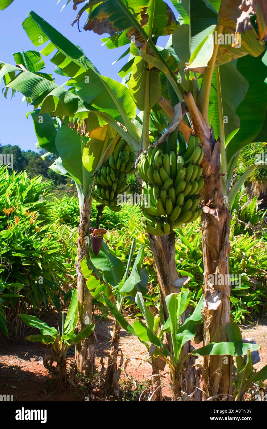 Banana Hanging Cluster Stock Photo Alamy