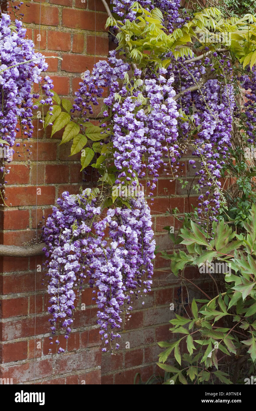Wisteria kokkuryu "Black Dragon Stock Photo Alamy