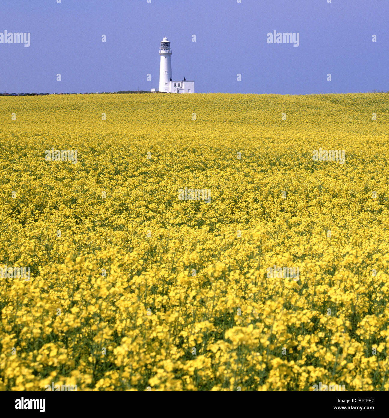 Cliff top agriculture landscape farm field rapeseed crop Flamborough Head North Sea active historical lighthouse 1806 East Riding of Yorkshire England Stock Photo