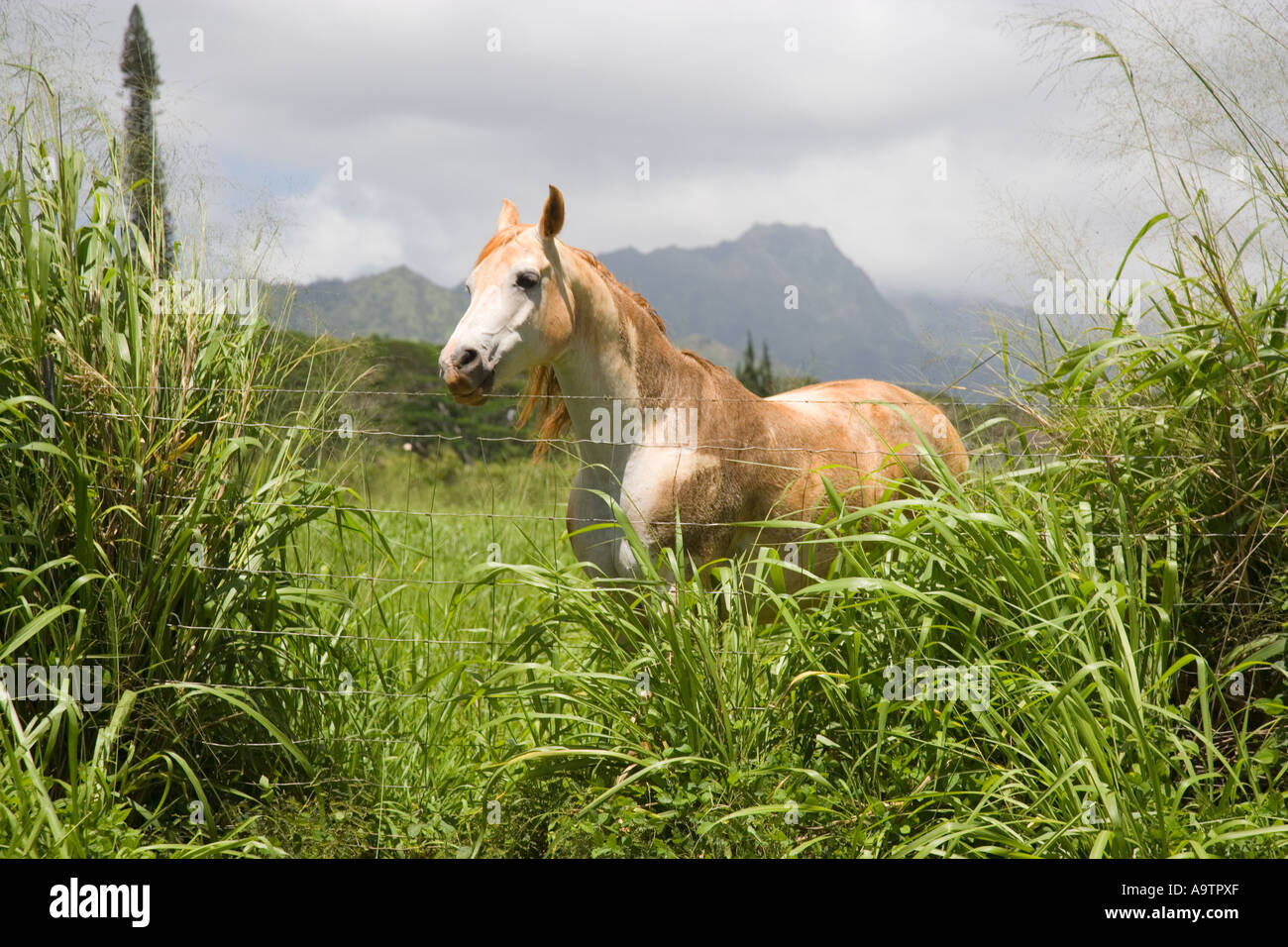 Horse Kauai Hawaii Stock Photo Alamy
