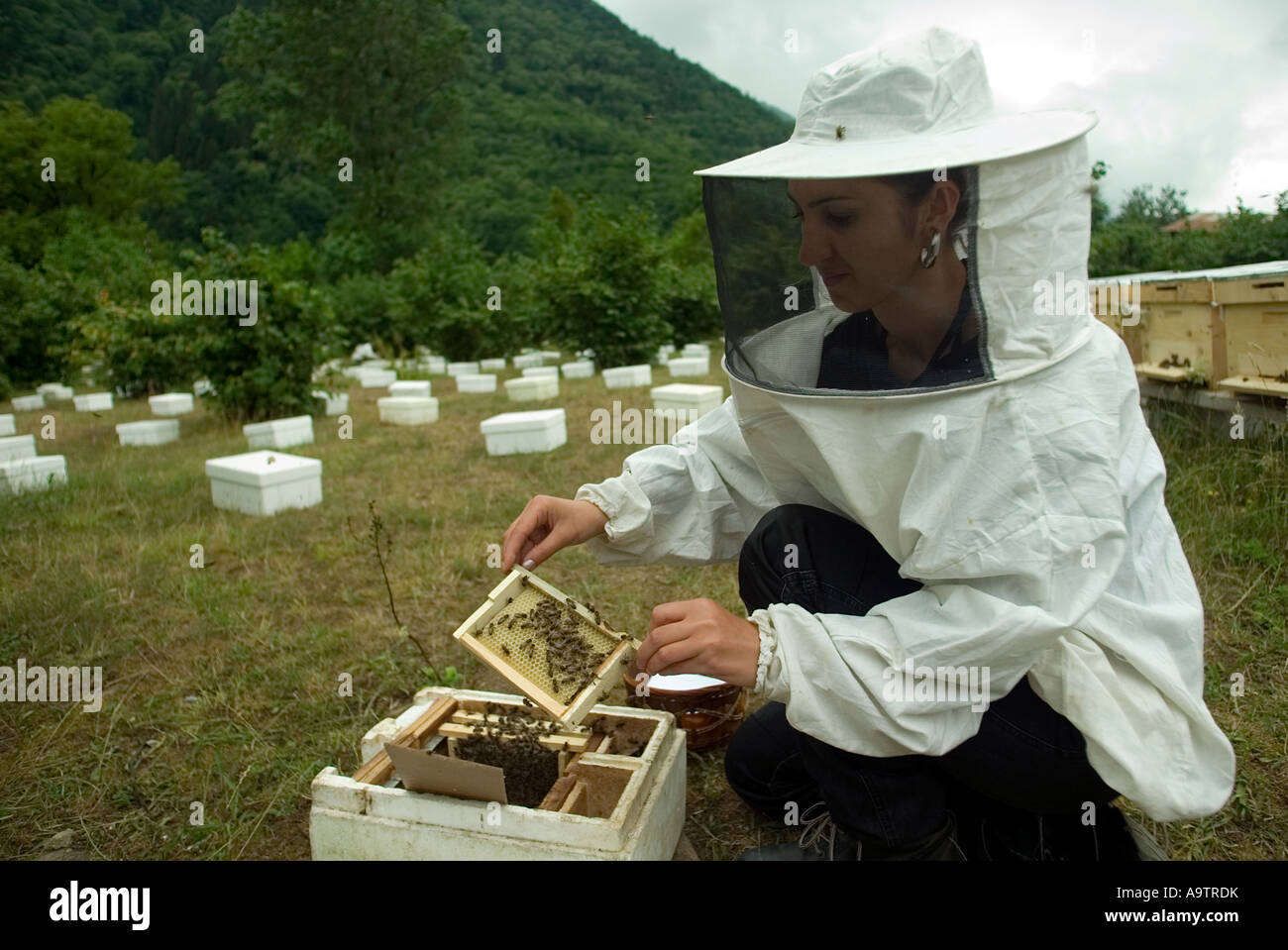 Apiculture in higlands of Black Sea mountains, Artvin Turkey. Stock Photo