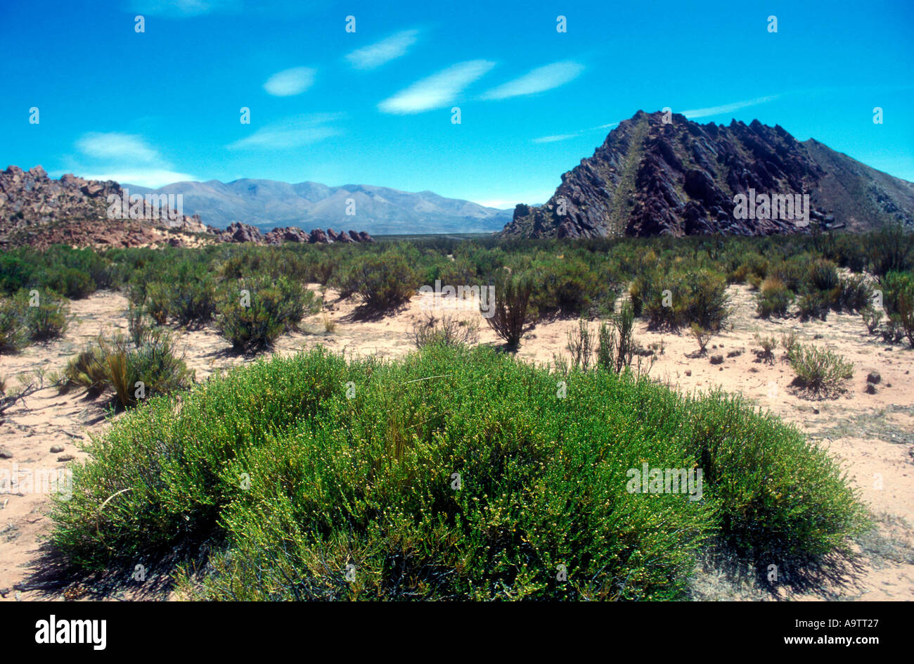 Puna plant at high altitude Andes from Northern Argentina Stock Photo