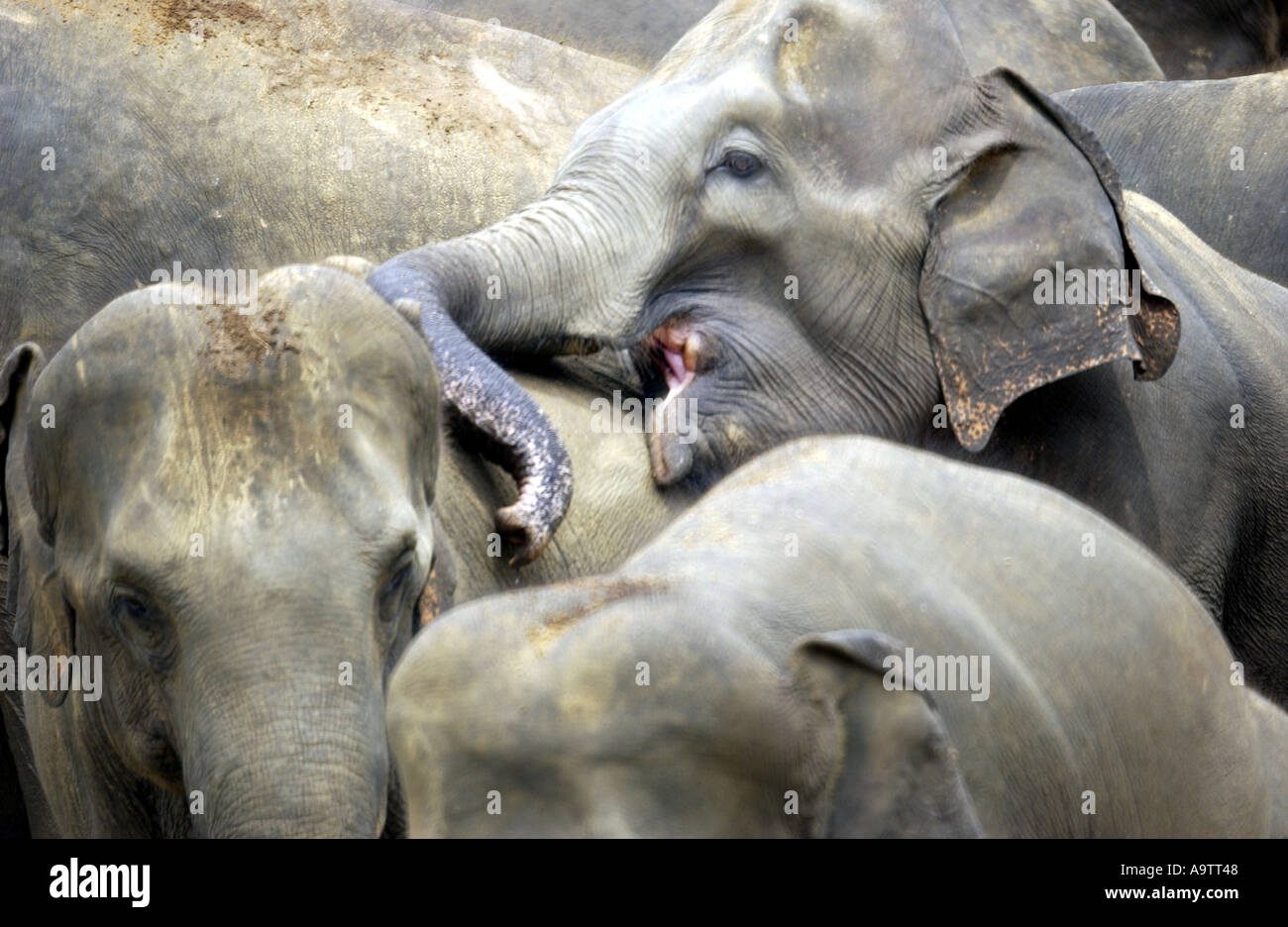 An elephant family bathing in Sri Lanka Stock Photo