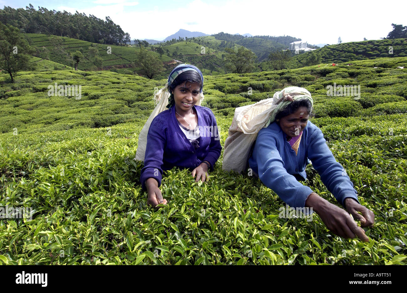 Tea pickers on a plantation at Nuwara Eliya near Kandy Sri Lanka Stock Photo