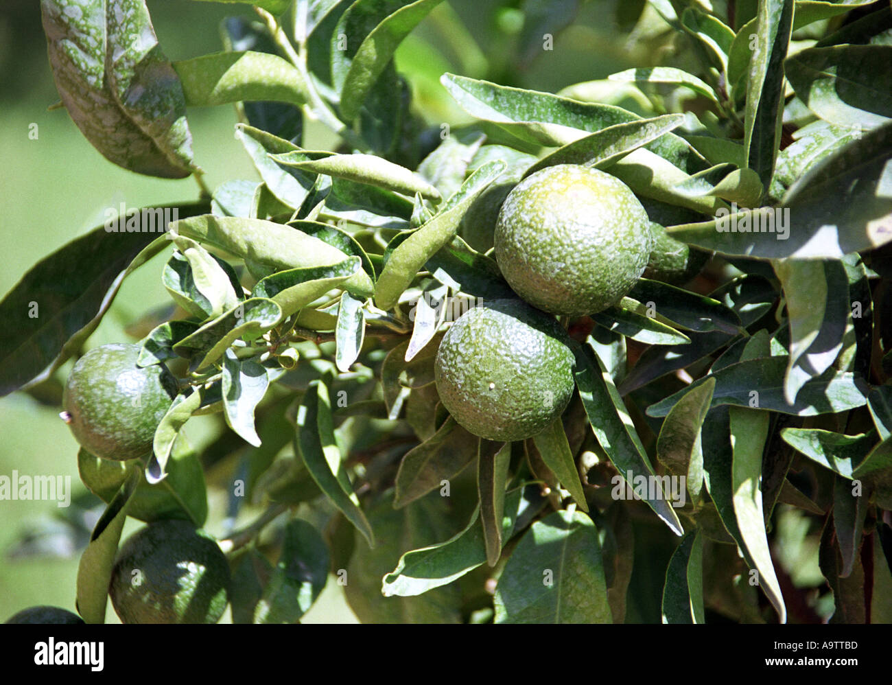 Limes growing on the tree Stock Photo Alamy