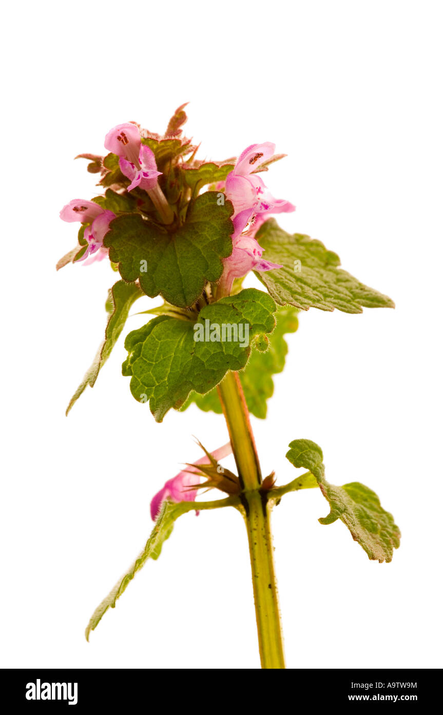 Red dead nettle Stock Photo Alamy