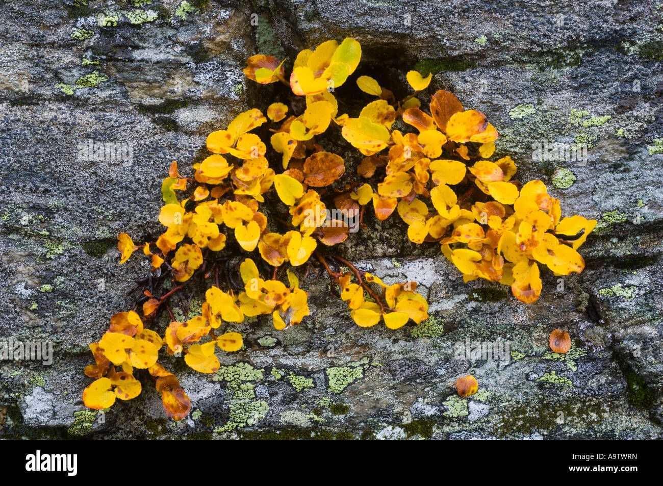 Dwarf willow in autumn Norway Stock Photo