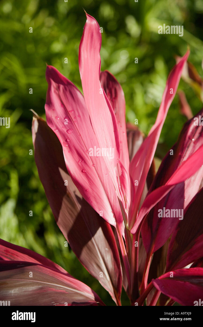 Ti plant Poipu Kauai Hawaii Stock Photo Alamy