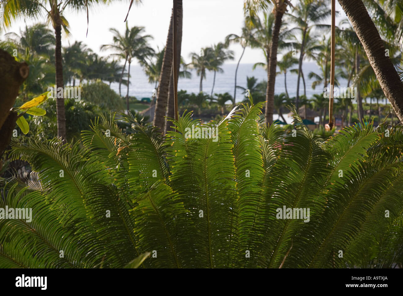 Hyatt kauai hi-res stock photography and images - Alamy