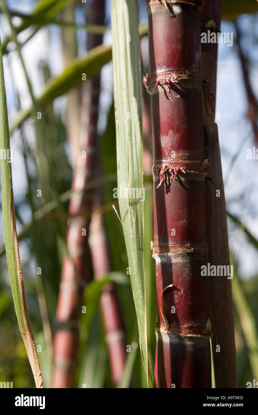 Sugar Cane Hawaii Stock Photo Alamy