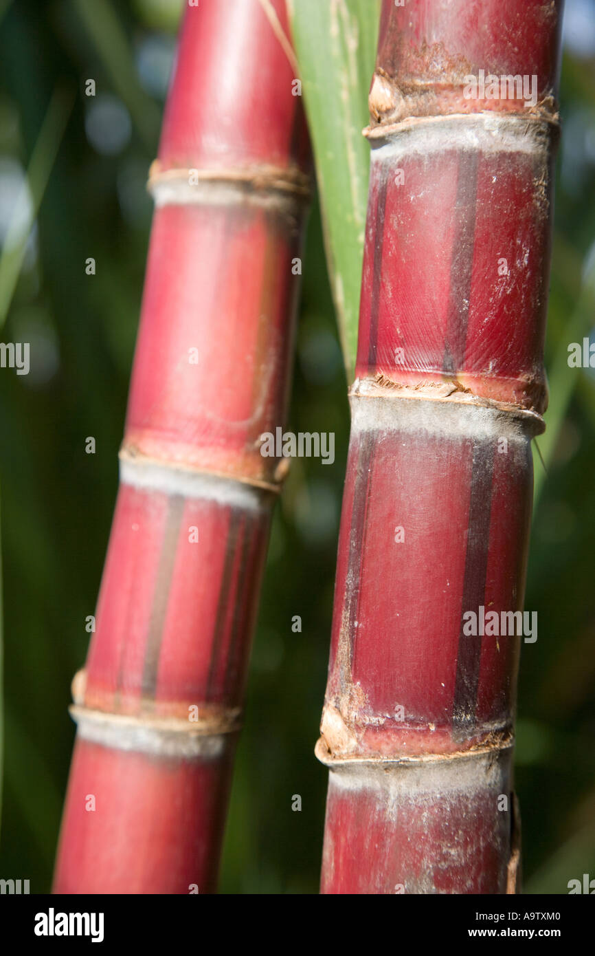 Sugar Cane Hawaii Stock Photo Alamy