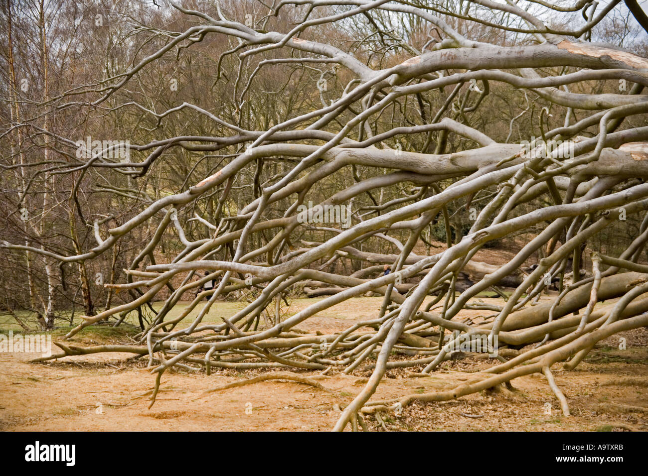 Dead tree hi-res stock photography and images - Alamy