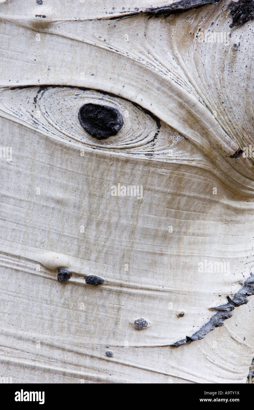 Eye shaped knot on American aspen trunk Stock Photo