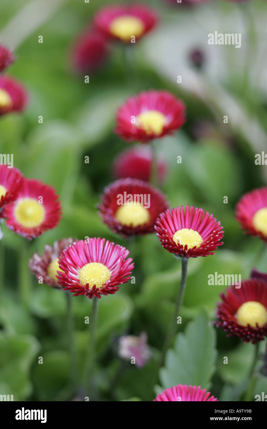 red and yellow Bellis Perennis AGM pomponette double daisy county antrim northern ireland Stock Photo