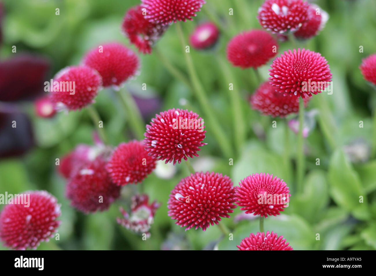 Red Bellis Perennis AGM pomponette double daisy county antrim northern ireland Stock Photo