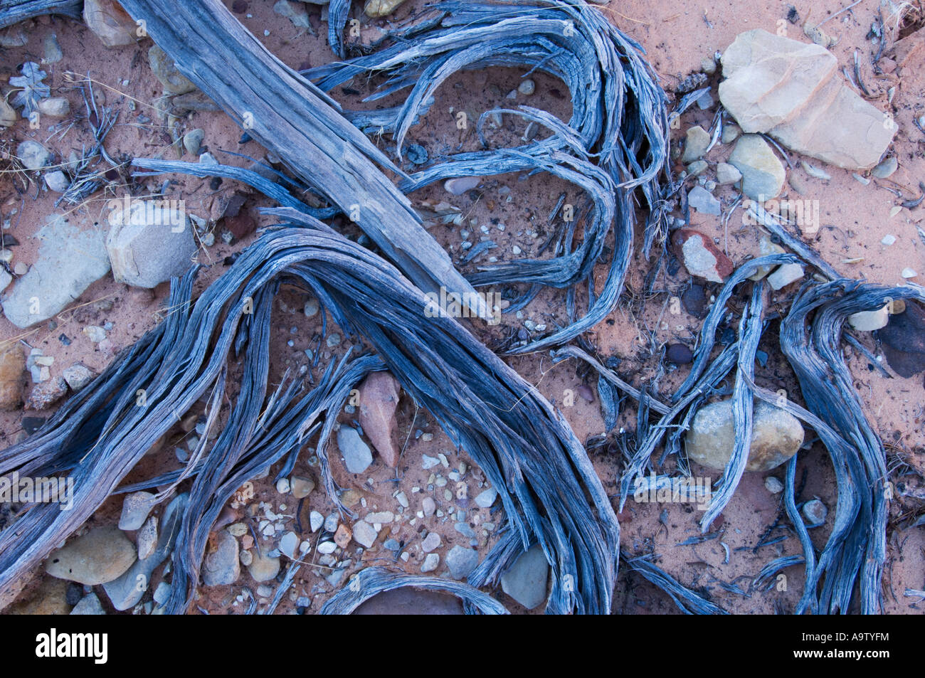 Dried wood in Zion National Park Utah Stock Photo Alamy