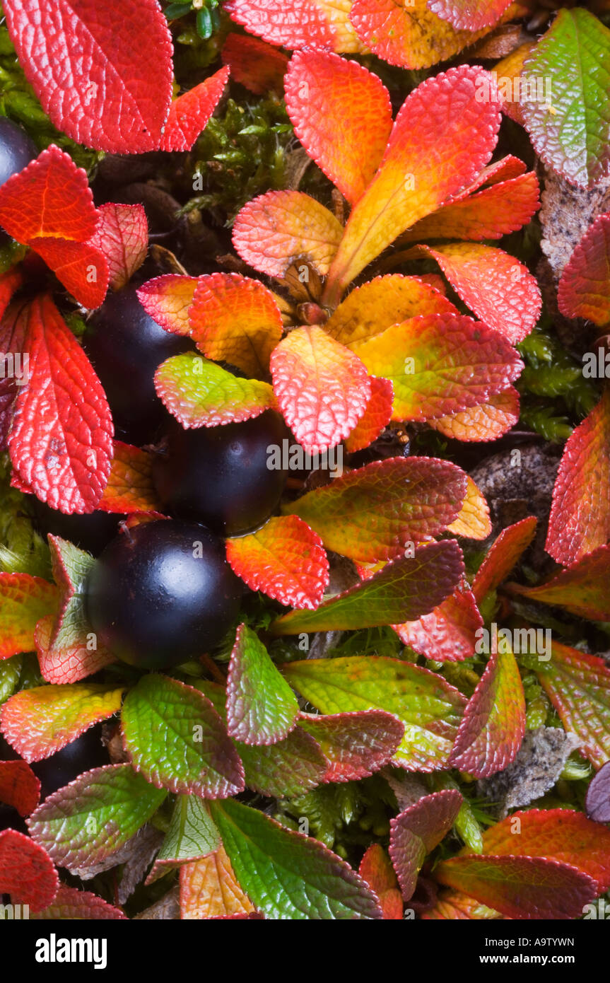 Black bearberry leaves and fruit Stock Photo