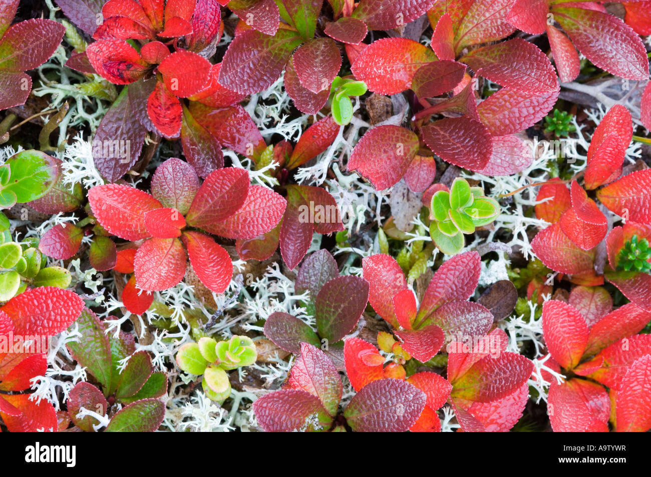 Black bearberry lichen and crowberry leaves in autumn Norway Stock Photo
