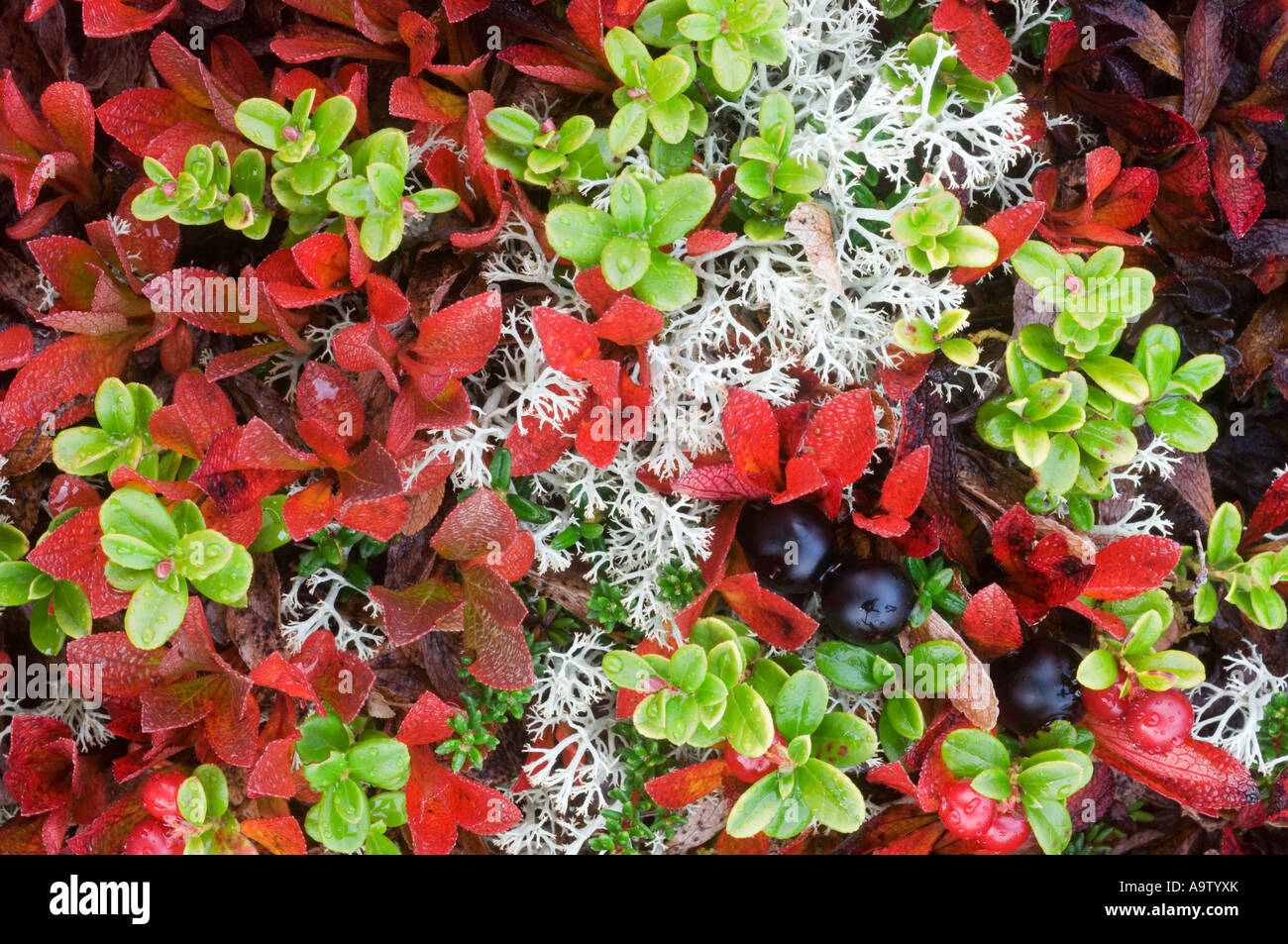 Black bearberry and cowberry leaves in autumn Norway Stock Photo