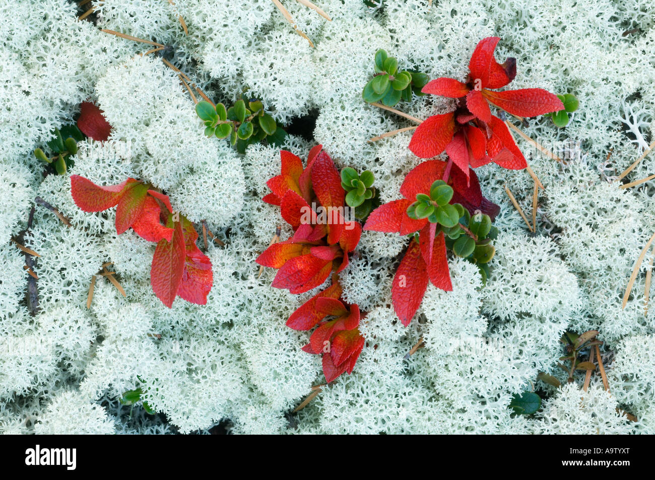 Black bearberry leaves amongst lichen Norway Stock Photo