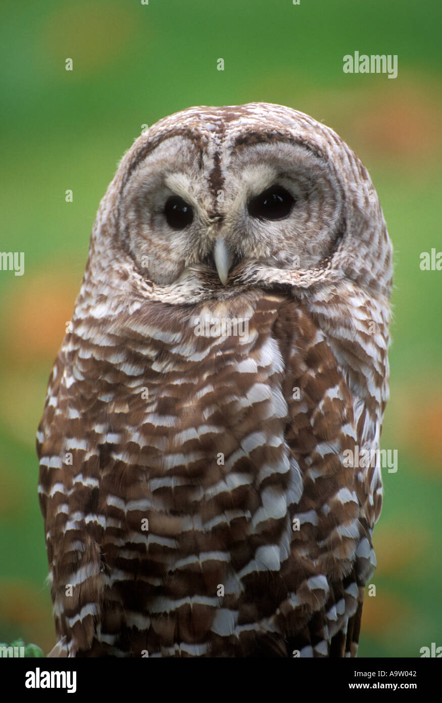 Strix Vari Barred owls strix varia hi-res stock photography and images - Alamy