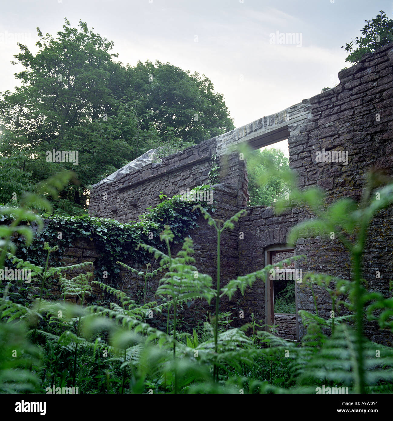 Ivy and bracken grow over an abandoned building in the village of Tyneham, Dorest, commandeered by the army during WWII. Stock Photo