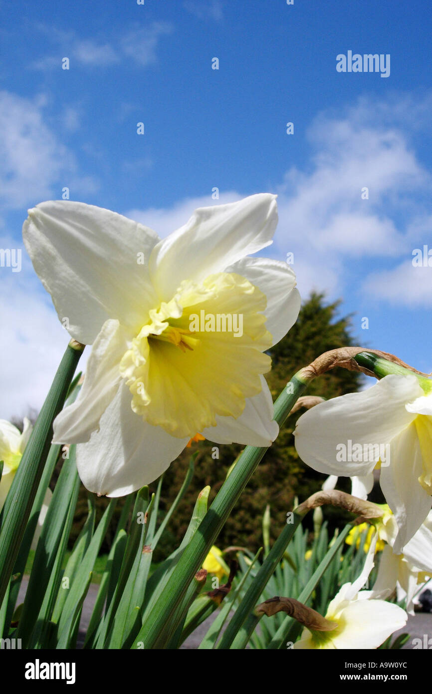 Springtime Daffodil flowers fluttering in the gentle breeze Stock Photo