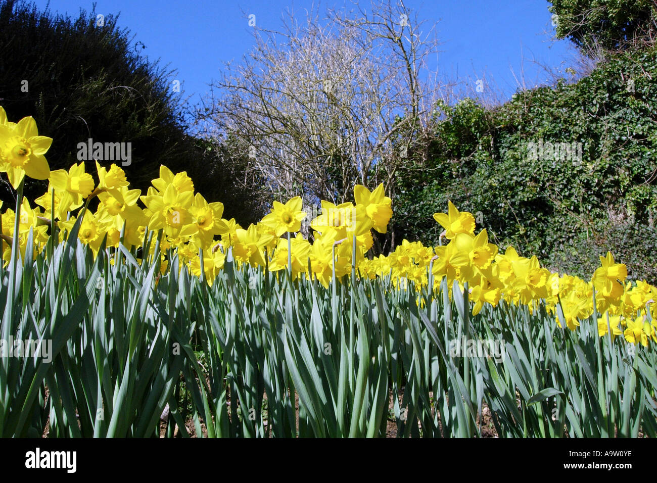 Springtime Daffodil flowers fluttering in the gentle breeze Stock Photo