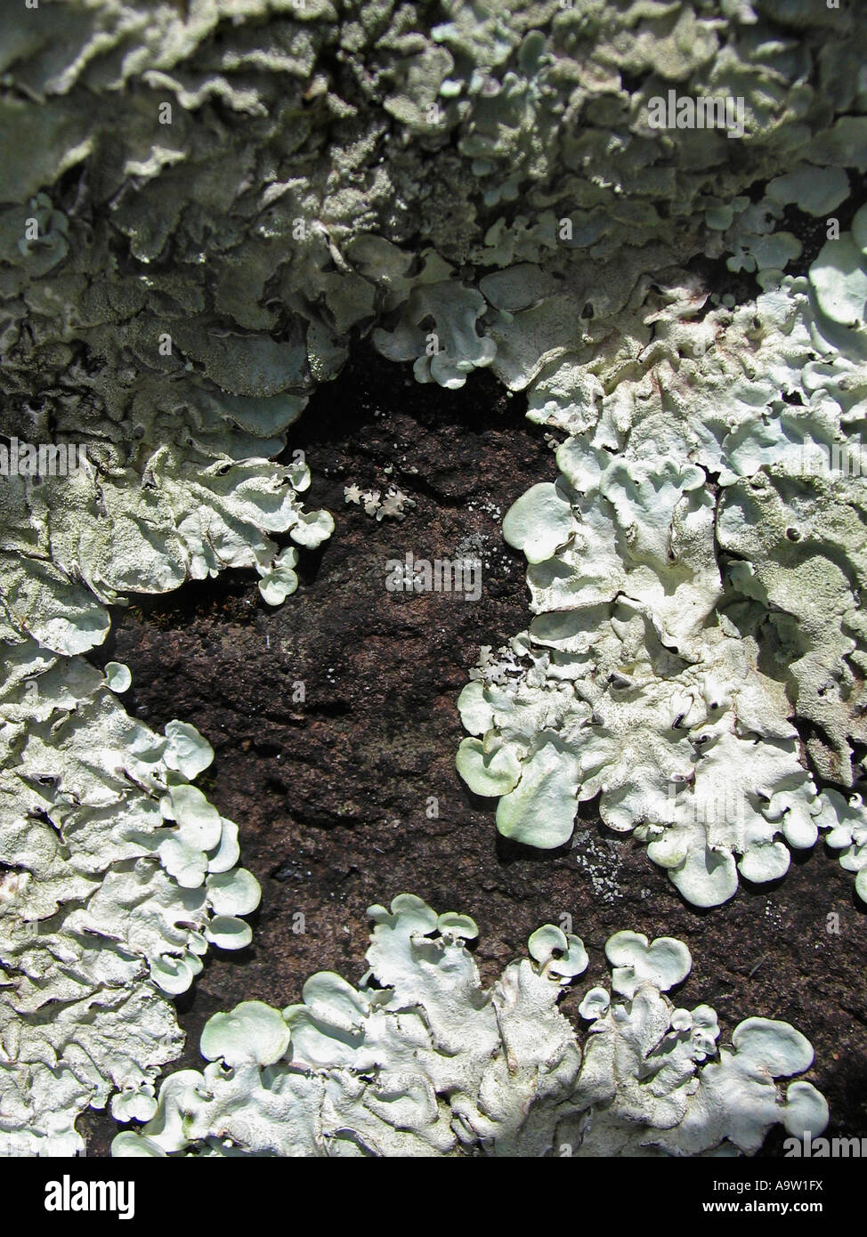 Foliose lichen squamulose on basalt. Sinhangad, Pune, Maharashtra, India. Stock Photo