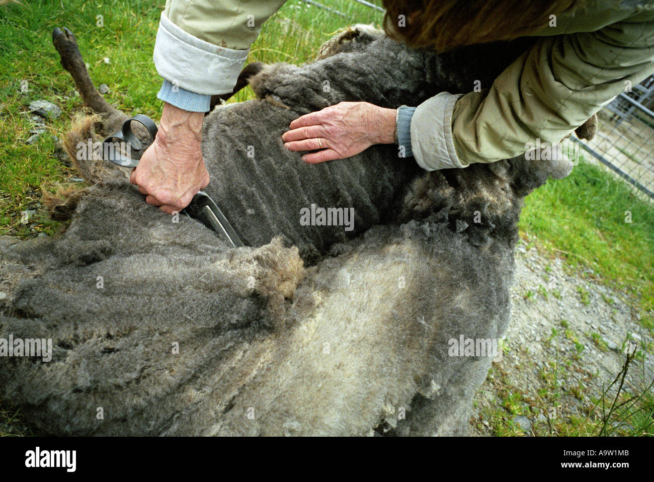 A crofter on Shetland shears her sheep using hand shears. Stock Photo