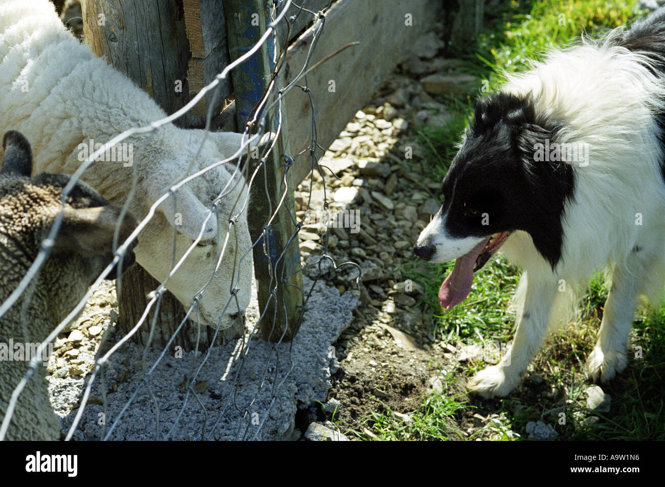 Sheepdog and sheep come face to face during a shearing on the island of Fair Isle, off the Scottish coast. Stock Photo
