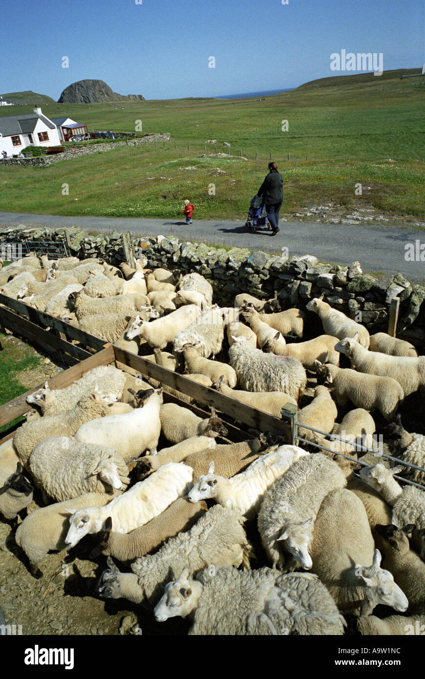 Sheep collected pens by crofters prior to shearing on Fair Isle. Stock Photo