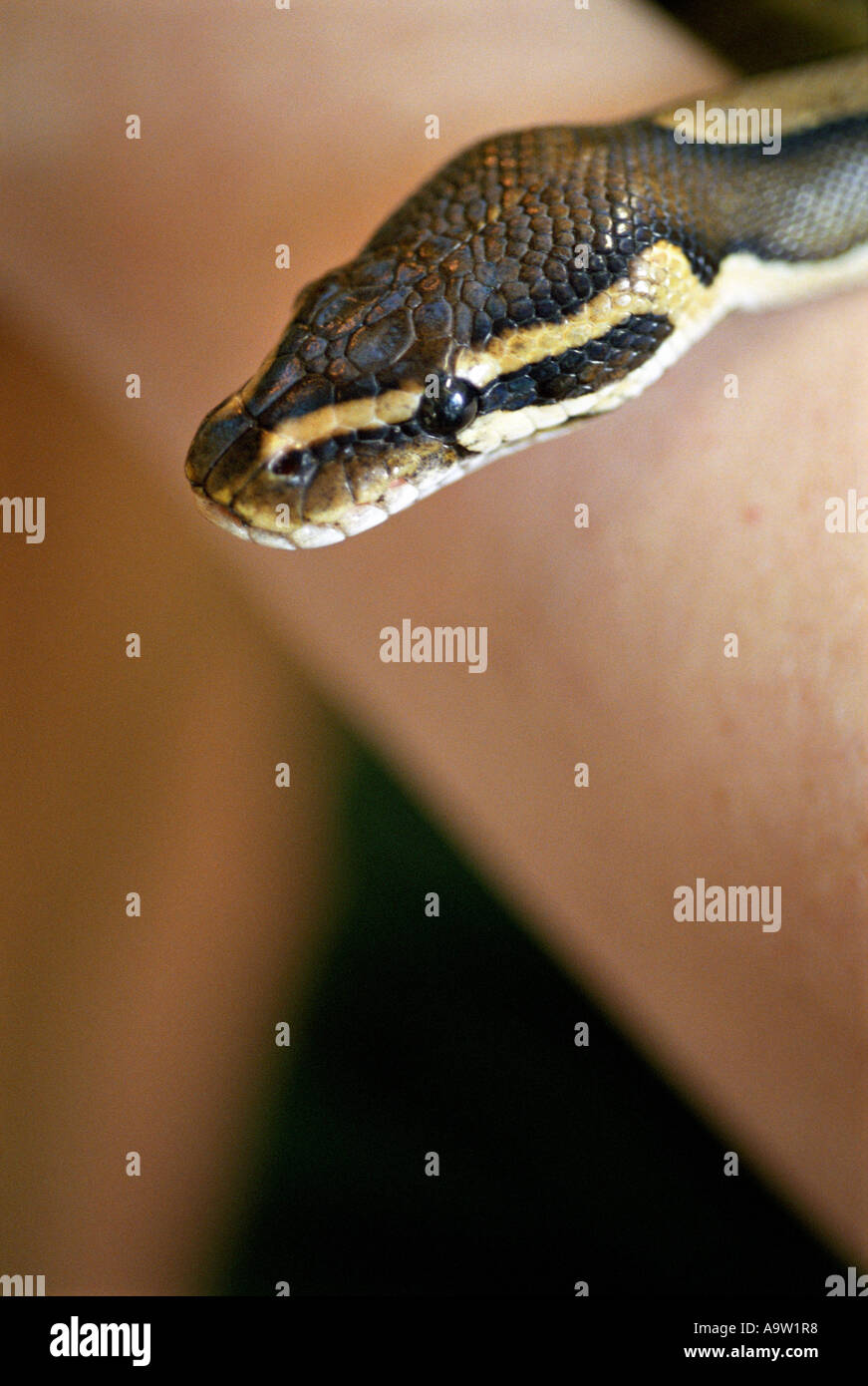 Python. Stock Photo