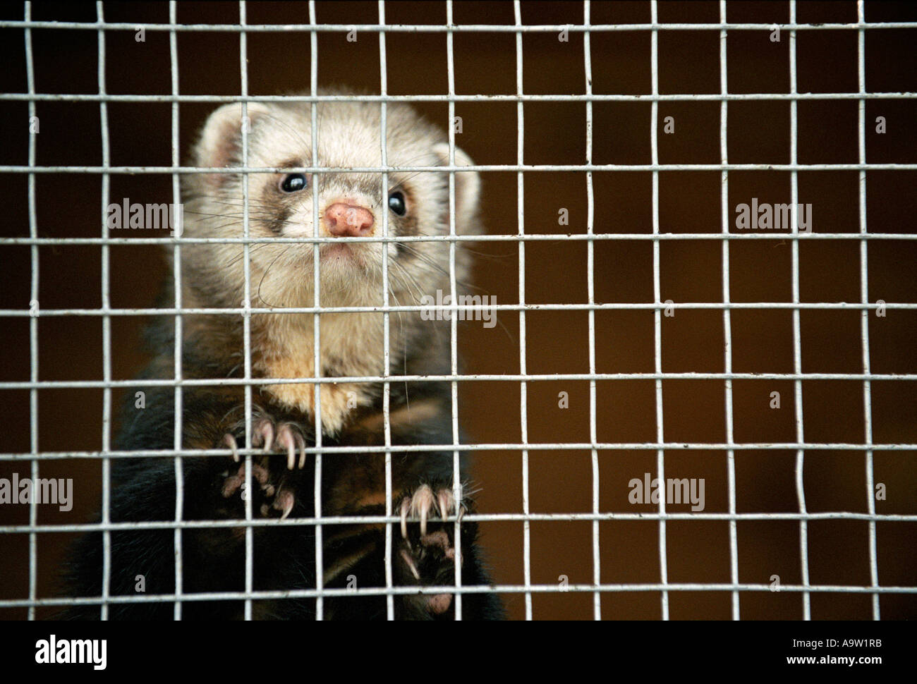Ferret in a cage Stock Photo