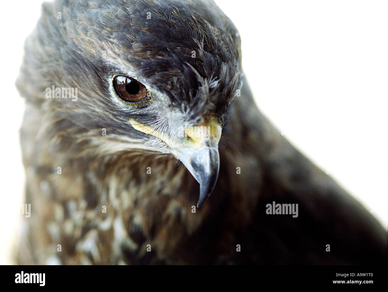 Young buzzard recovering from injury in captivity. Stock Photo