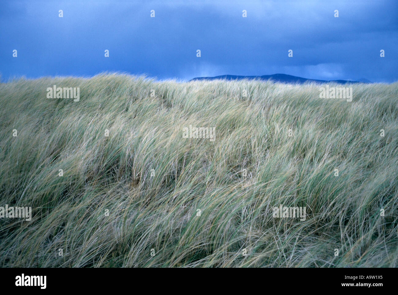 Grasses bending in the wind in County Donegal, Ireland. Stock Photo