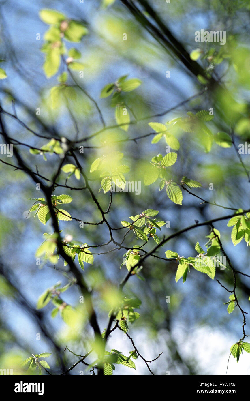 Warm sunlight on the early spring leaves of a beech tree. Stock Photo