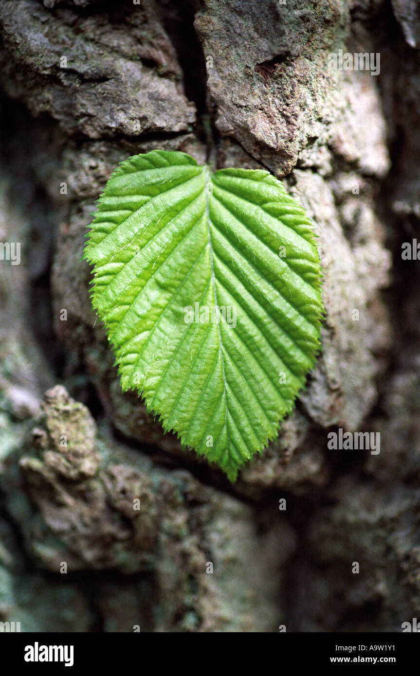 A beech leaf on the trunk of a mature beech tree. Stock Photo