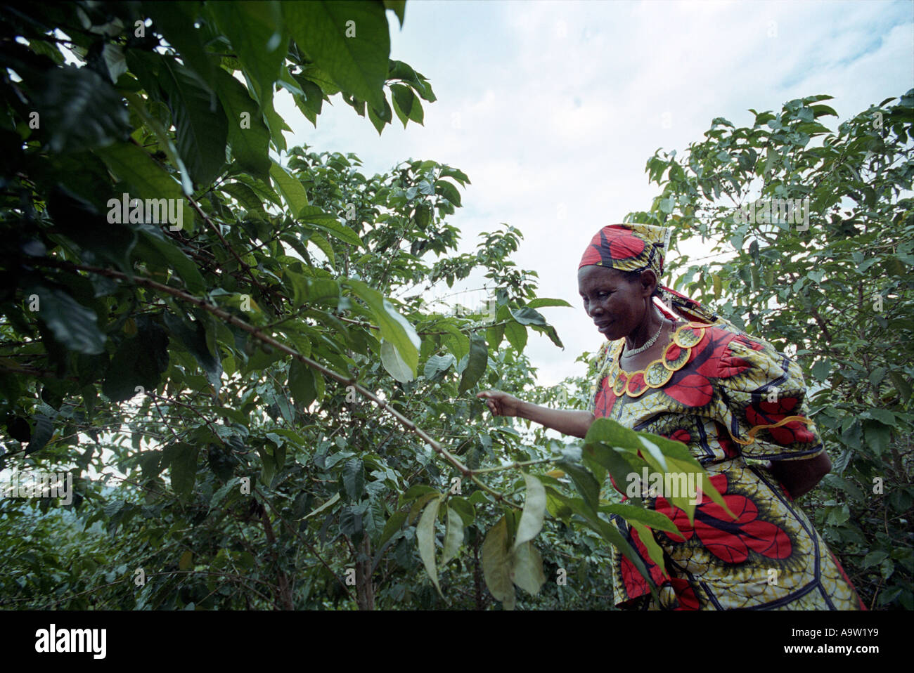 A member of a coffee growing cooperative in Rwanda checks her coffee trees for fruit called 'cherries'. Stock Photo