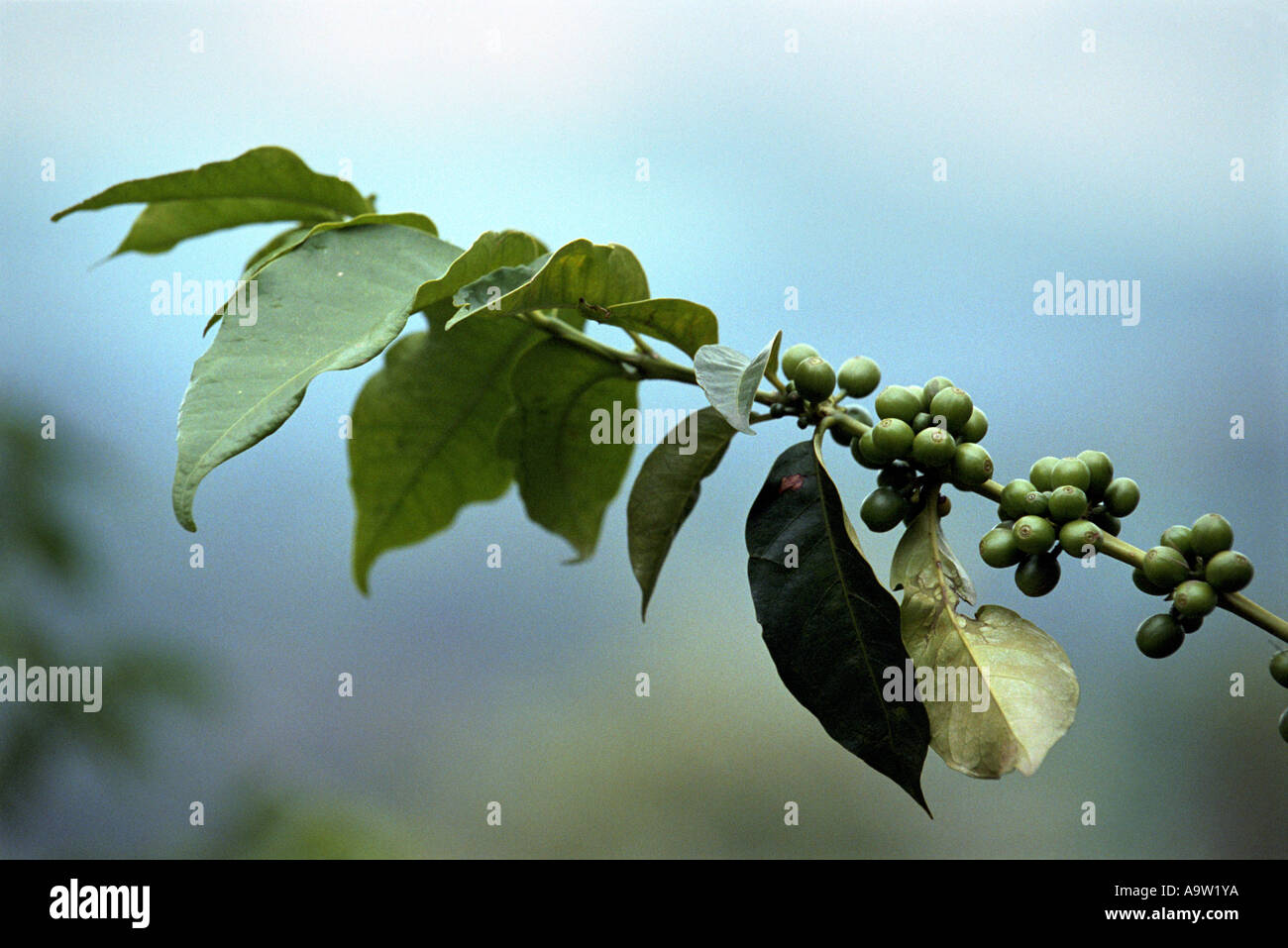 Coffee 'cherries' ripening on a tree in Rwanda. Stock Photo