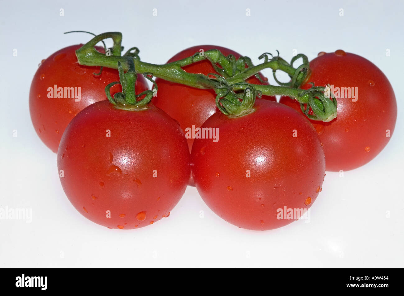 Tomatoes on the Vine Stock Photo Alamy