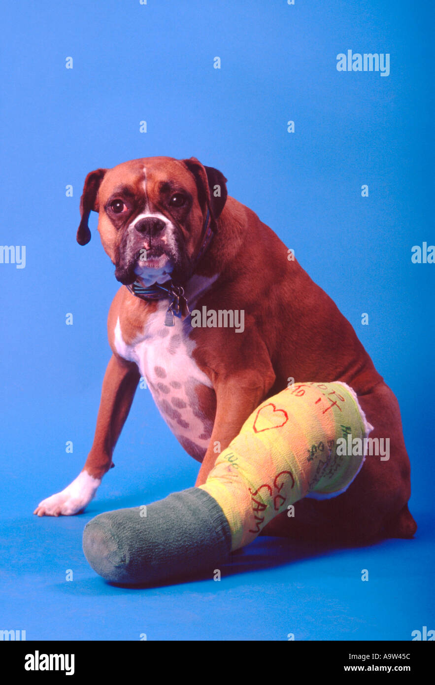 How To Put A Cast On A Dog Leg