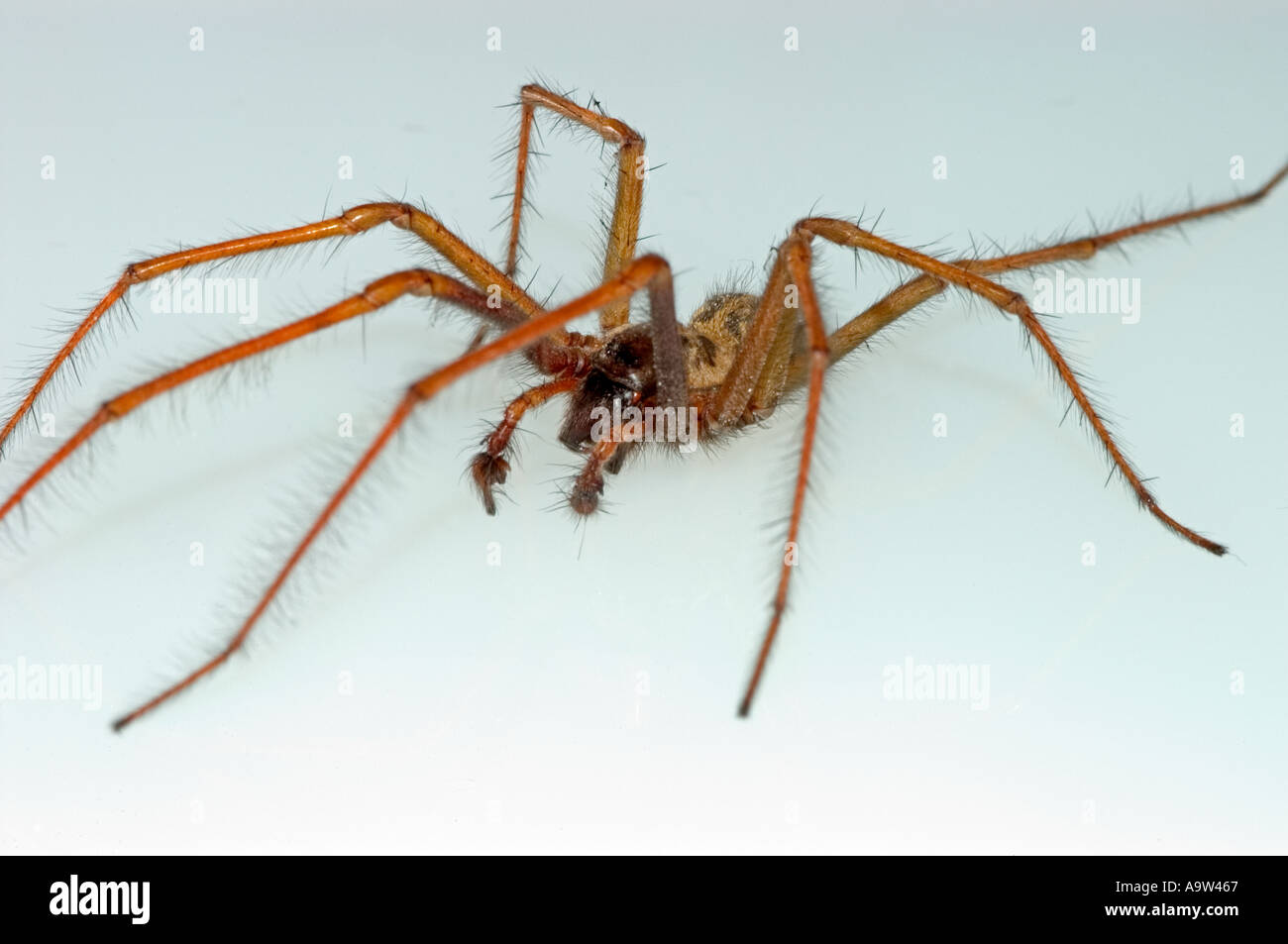 House Spider (Tegenaria duellica) on white background Stock Photo