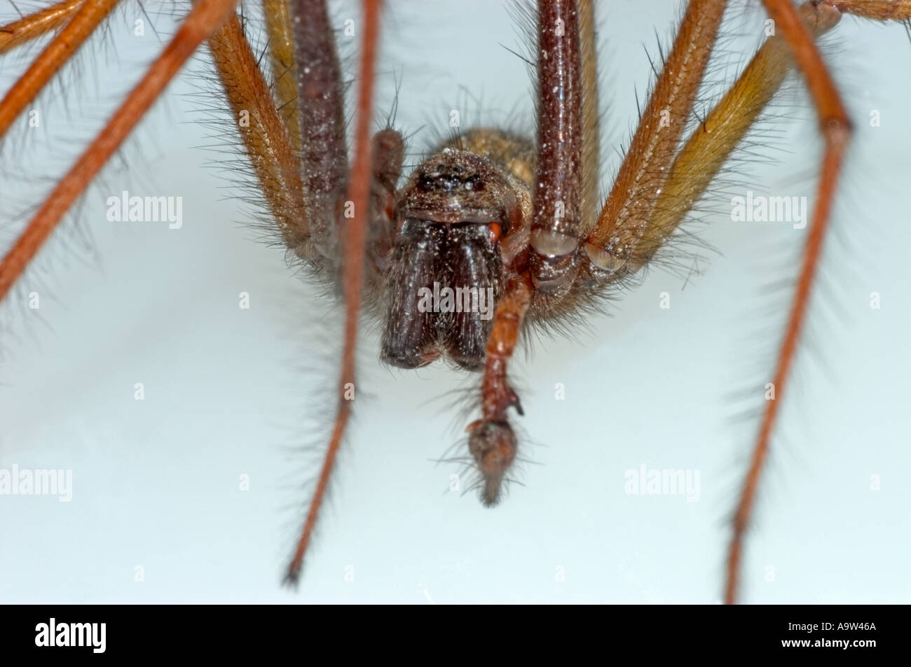 House Spider (Tegenaria duellica) on white background Stock Photo