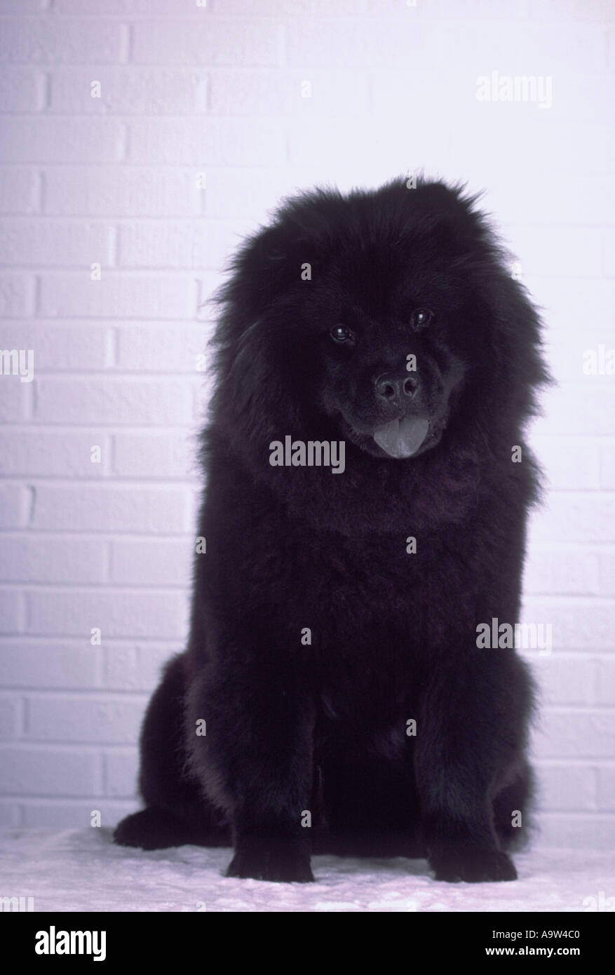 dog black Chow Chow black tongue contrasting white background PR