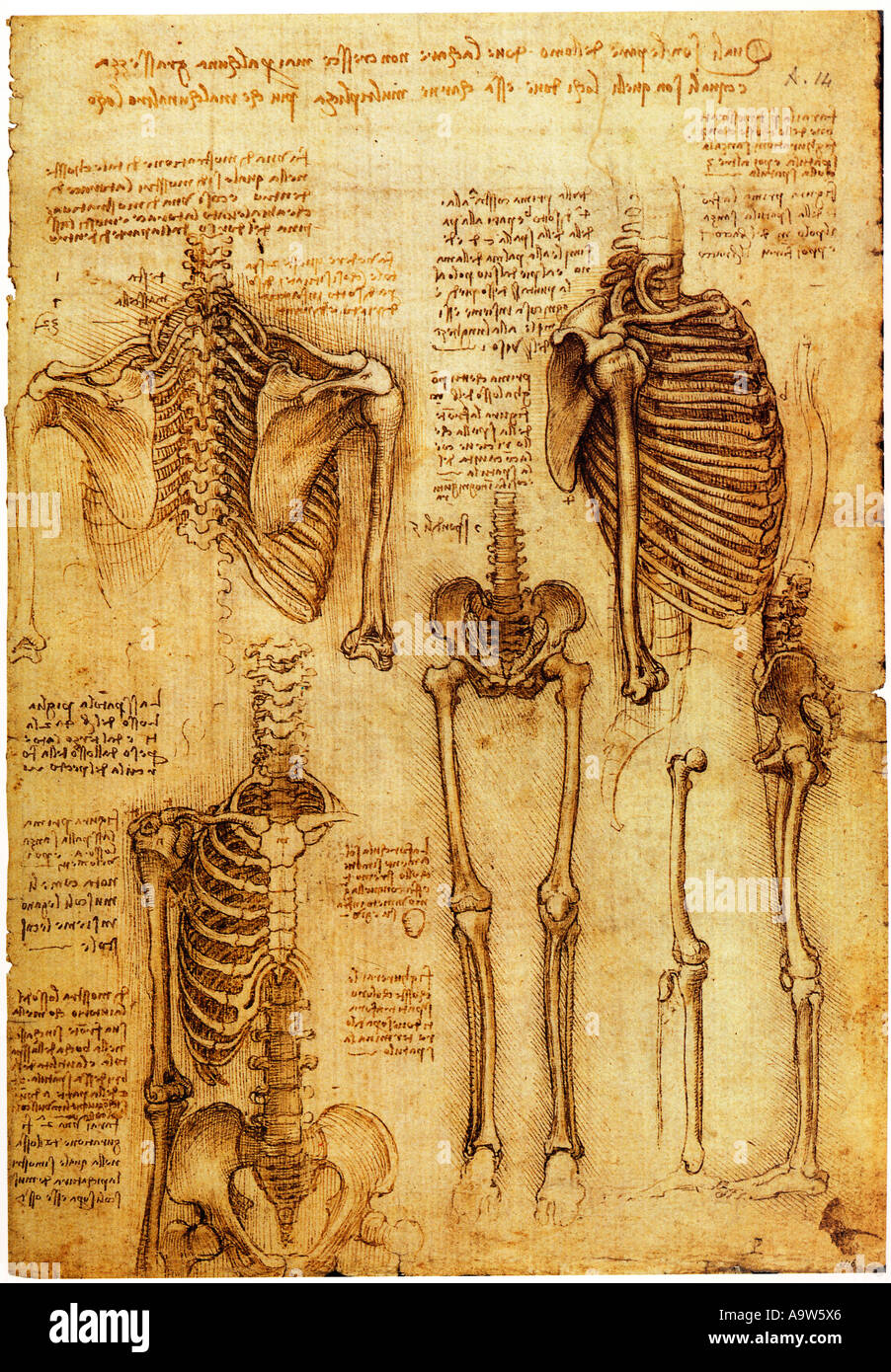 Anatomical studies of the skeletal system by Leonardo da Vinci Stock