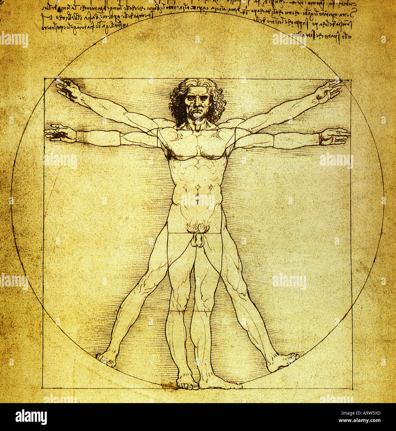 Leonardo da vinci vitruvian man hi-res stock photography and images - Alamy
